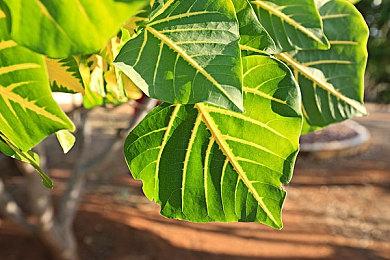 《消逝的光芒2》多半好评 Steam在线峰值超16万